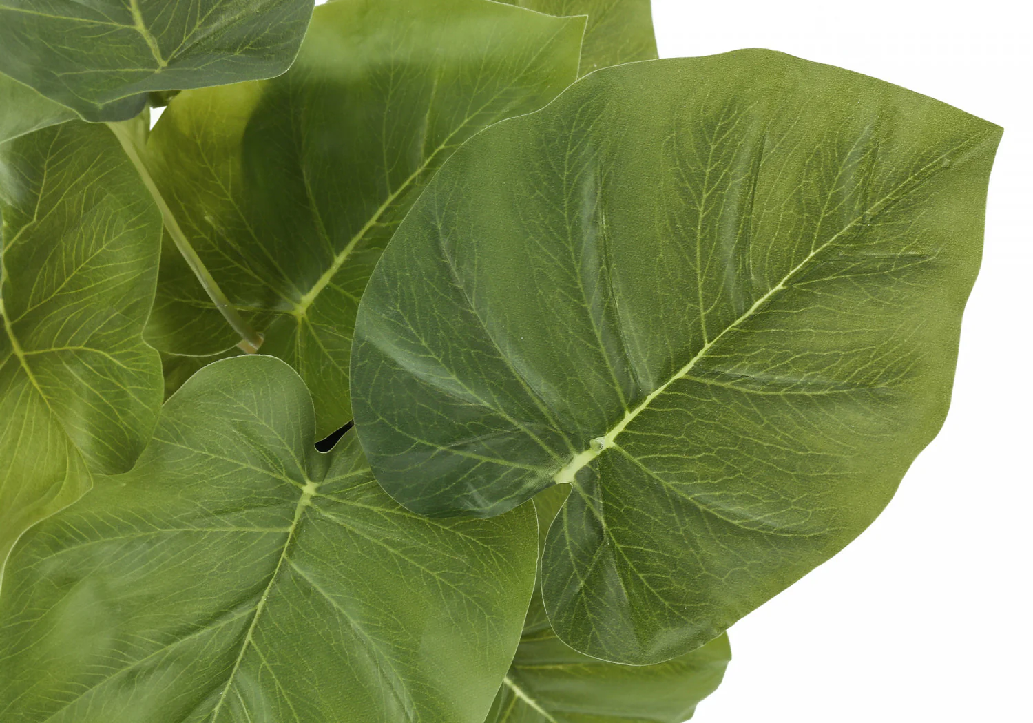 13" Epipremnum Plant With 4" Black Pot - Green - Set Of Two - Image 6