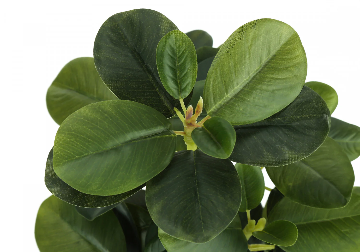 14" Ficus Elastica Plant with 4" Black Pot - Green - Set of Two - Image 6