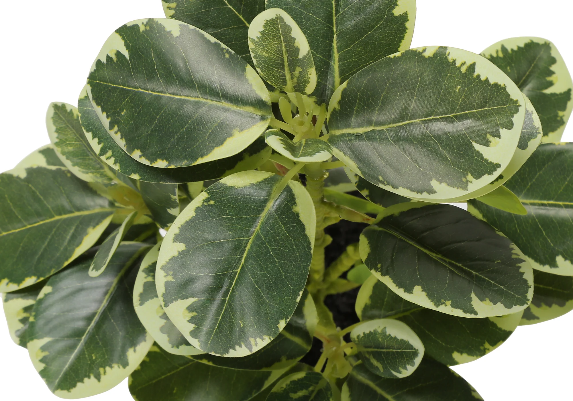 14" Ficus Elastica Plant with 4" Grey Pot - Green - Set of Two - Image 6