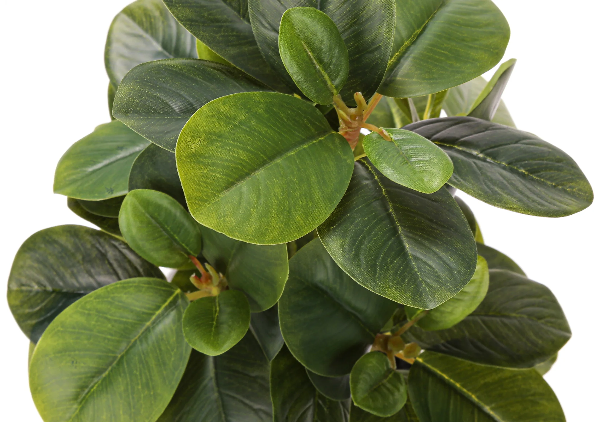14" Ficus Elastica Plant with 4" White Pot - Green - Set of Two - Image 6