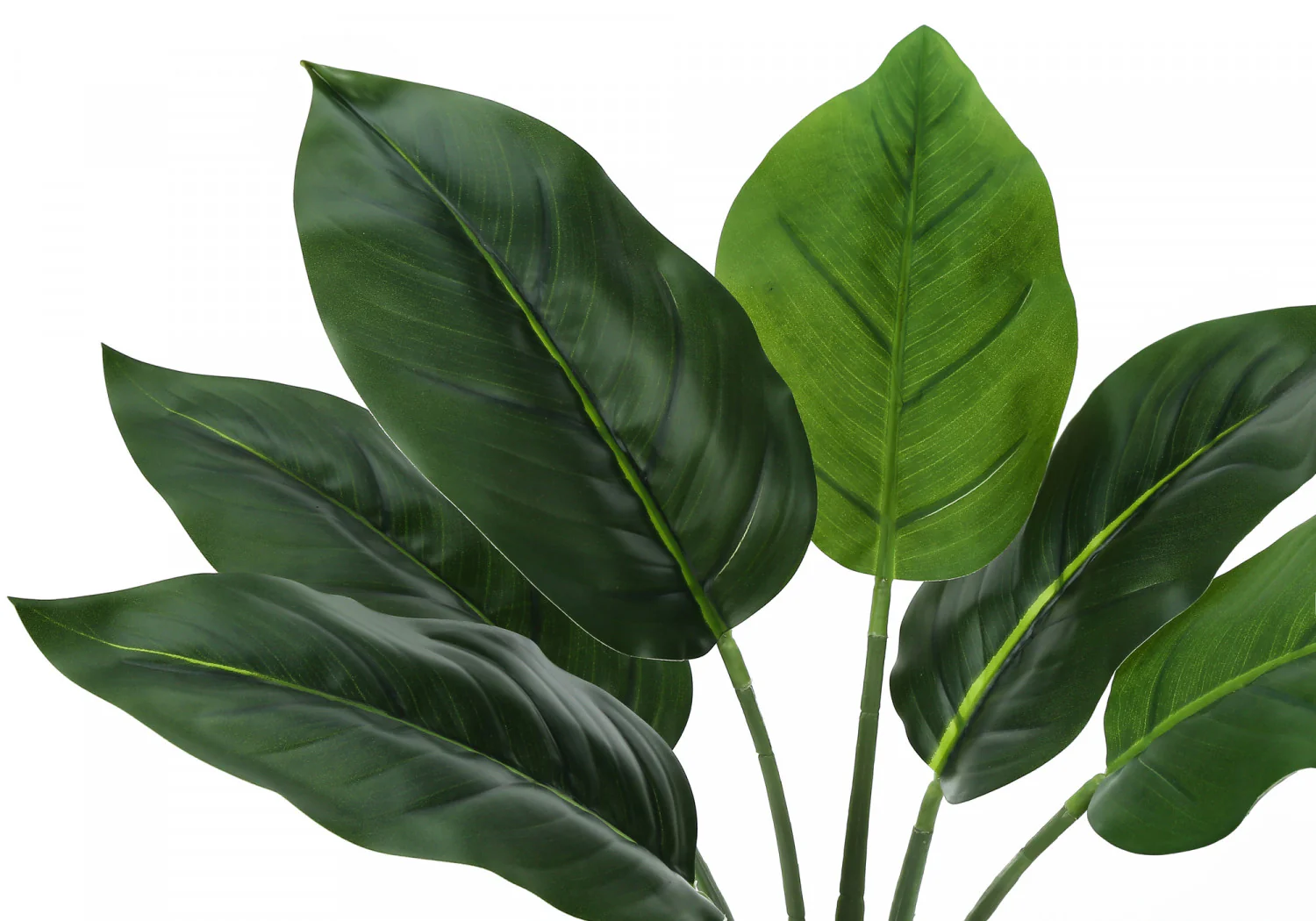 17" Aureum Plant With 5" White Pot - Green - Image 6