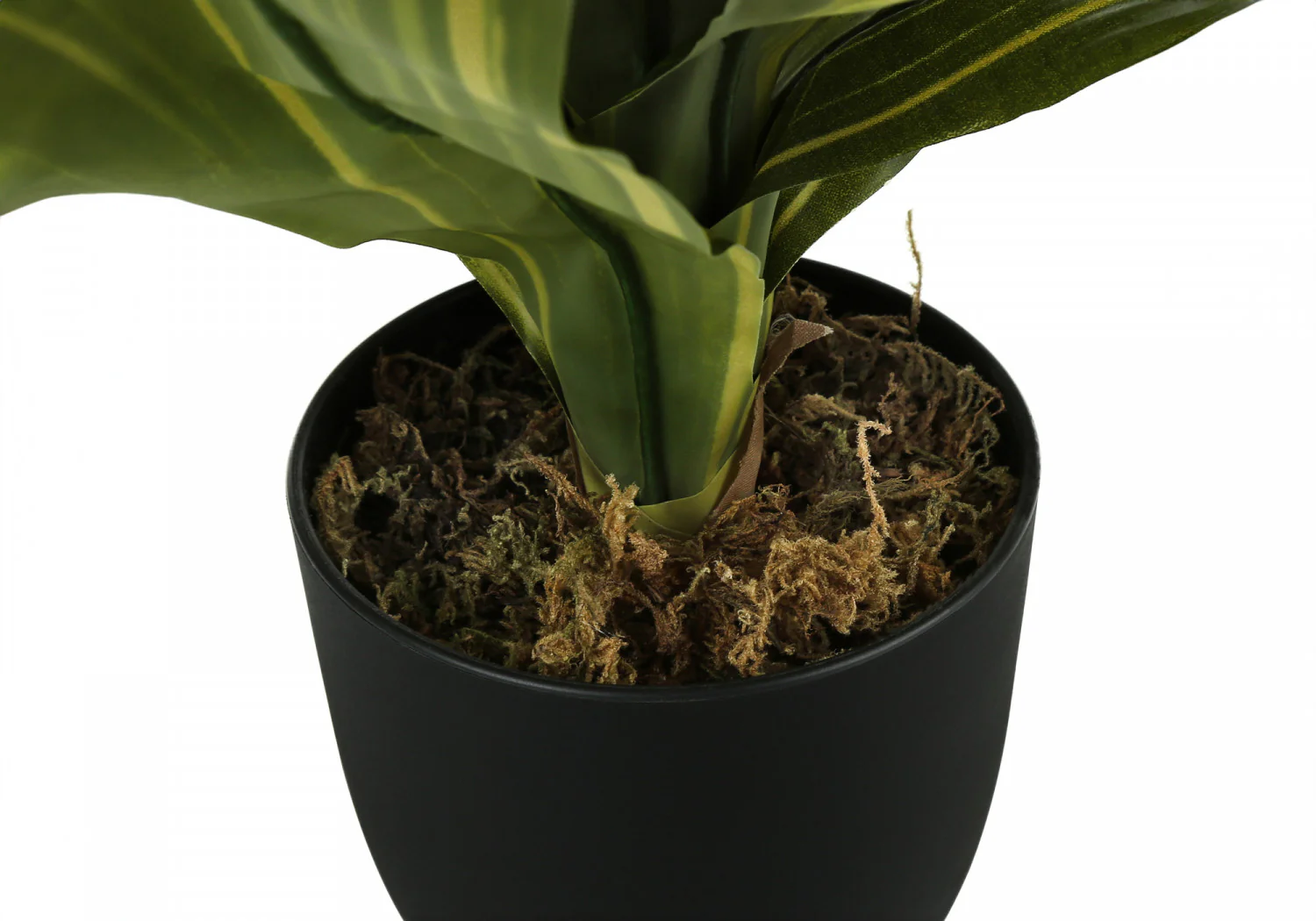 17" Dracaena Plant With 4" Black Pot - Green - Image 4
