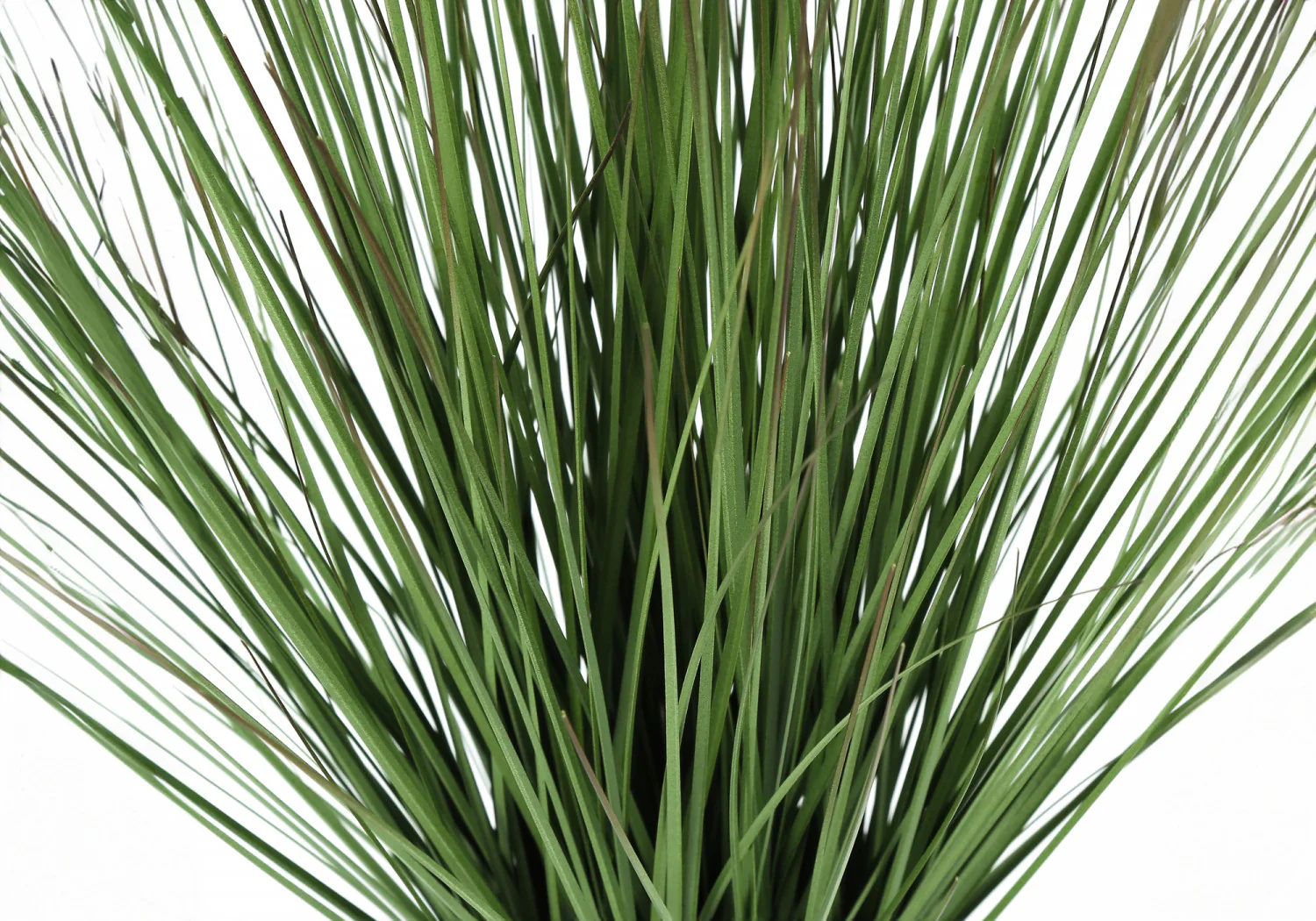 21" Grass Plant With 4" White Pot - Green - Image 5