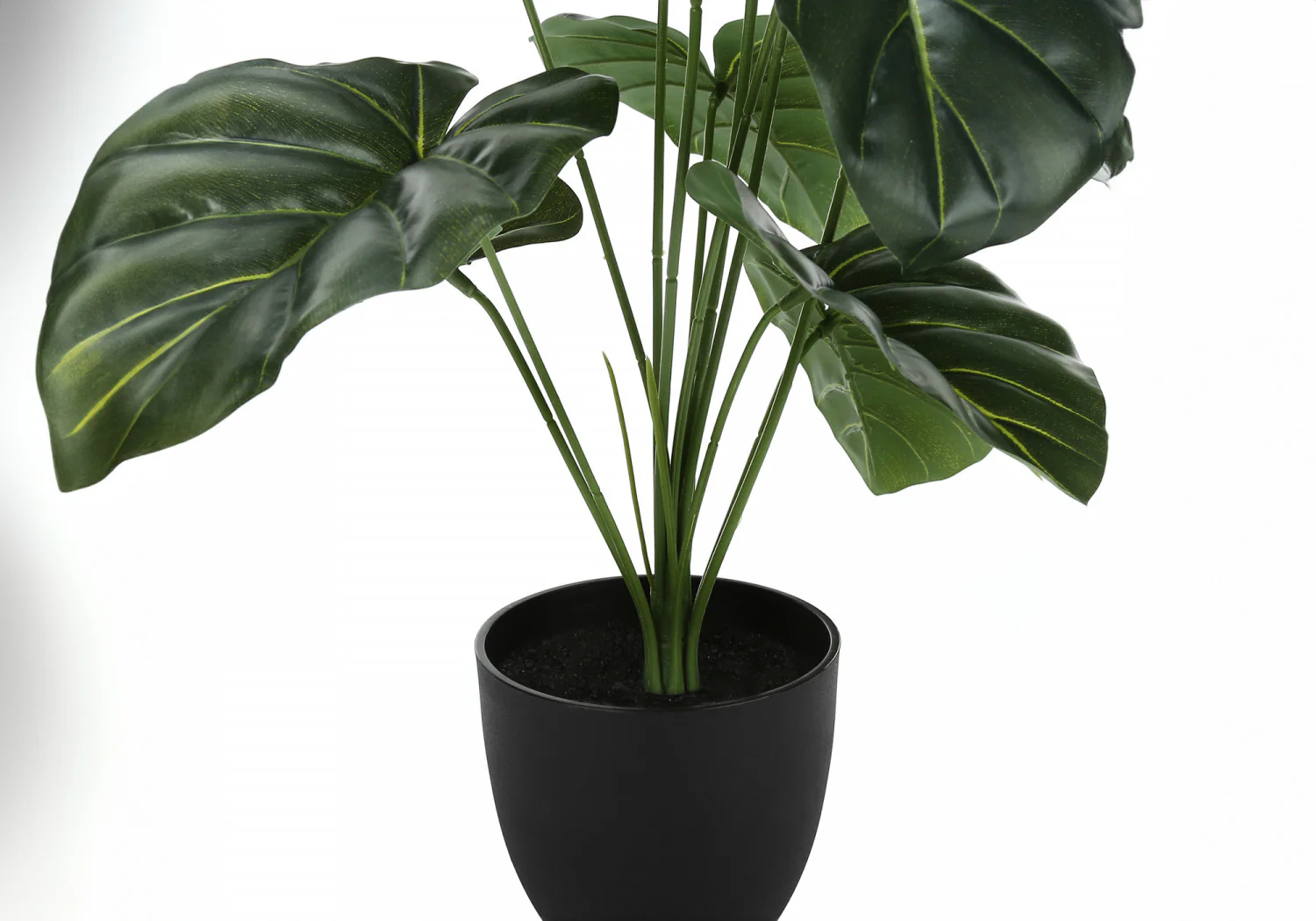 24" Alocasia Plant With 5" Black Pot - Green - Image 4