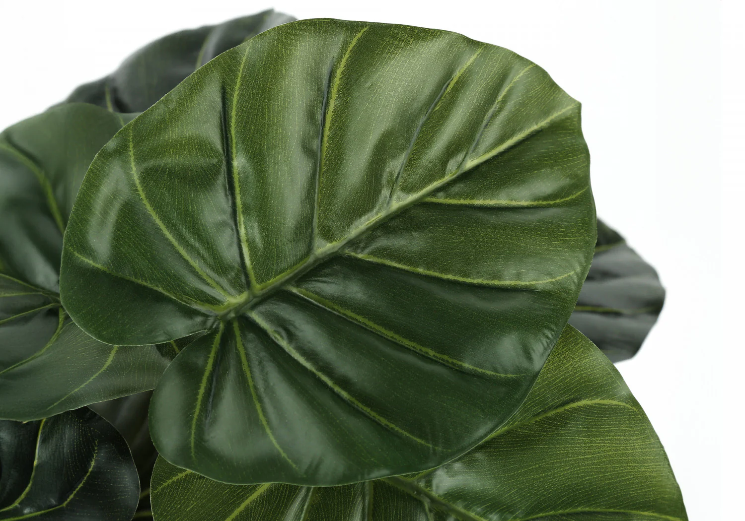 24" Alocasia Plant With 5" Black Pot - Green - Image 5
