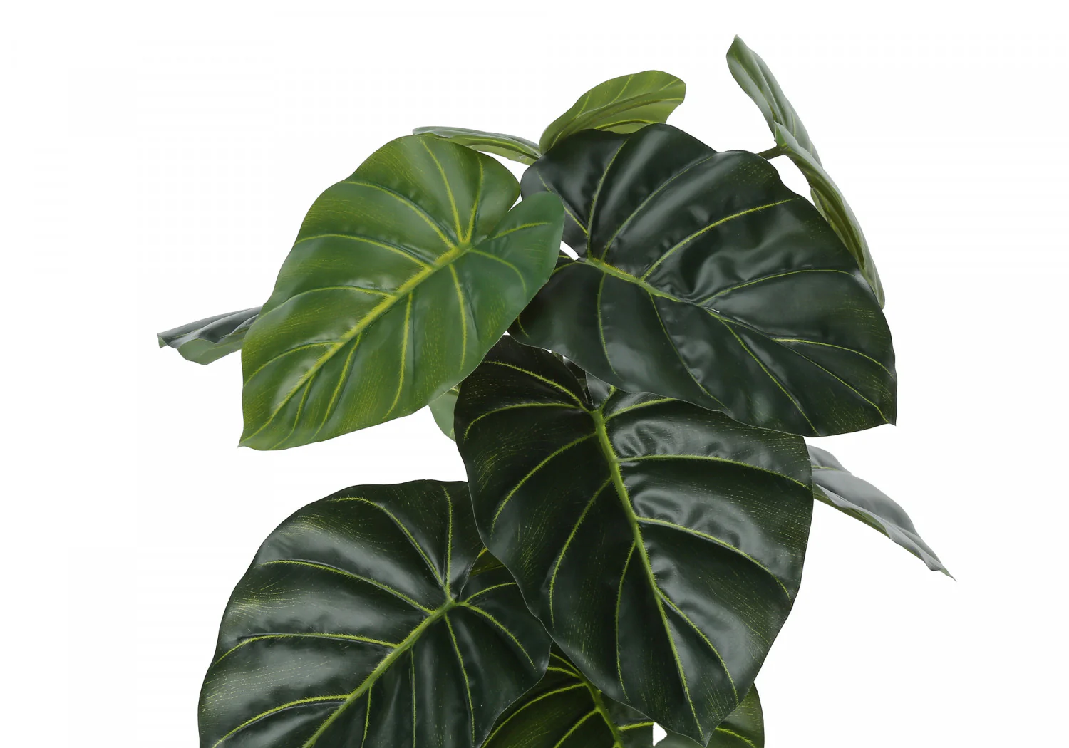 24" Alocasia Plant With 5" Black Pot - Green - Image 6