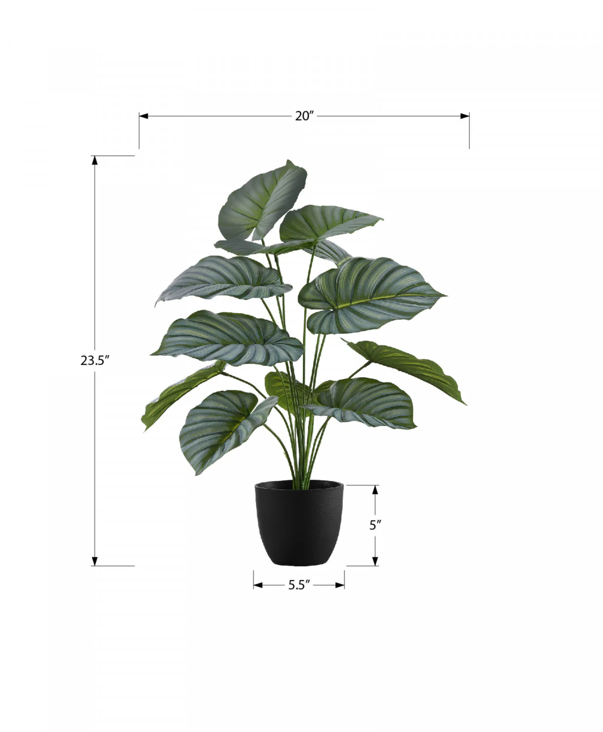 24" Calathea Plant With 5" Black Pot - Green - Image 3