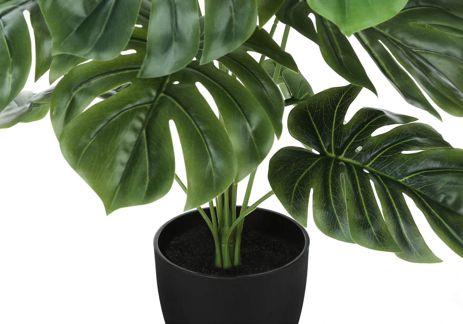 24" Monstera Plant With 5" Black Pot - Green - Image 4