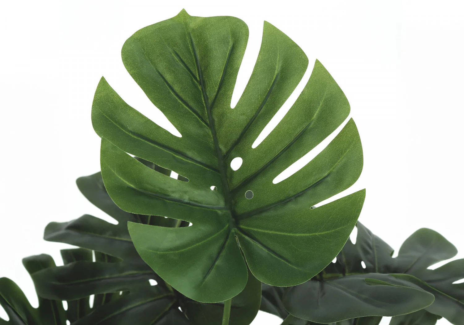 24" Monstera Plant With 5" Black Pot - Green - Image 5