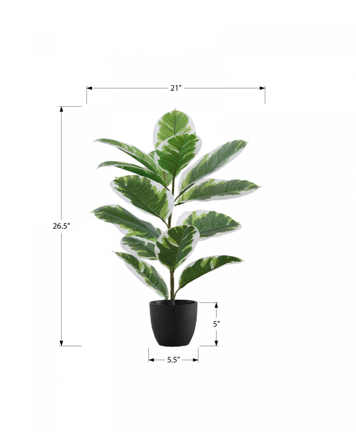 27" Rubber Plant With 5" Black Pot - Green - Image 3