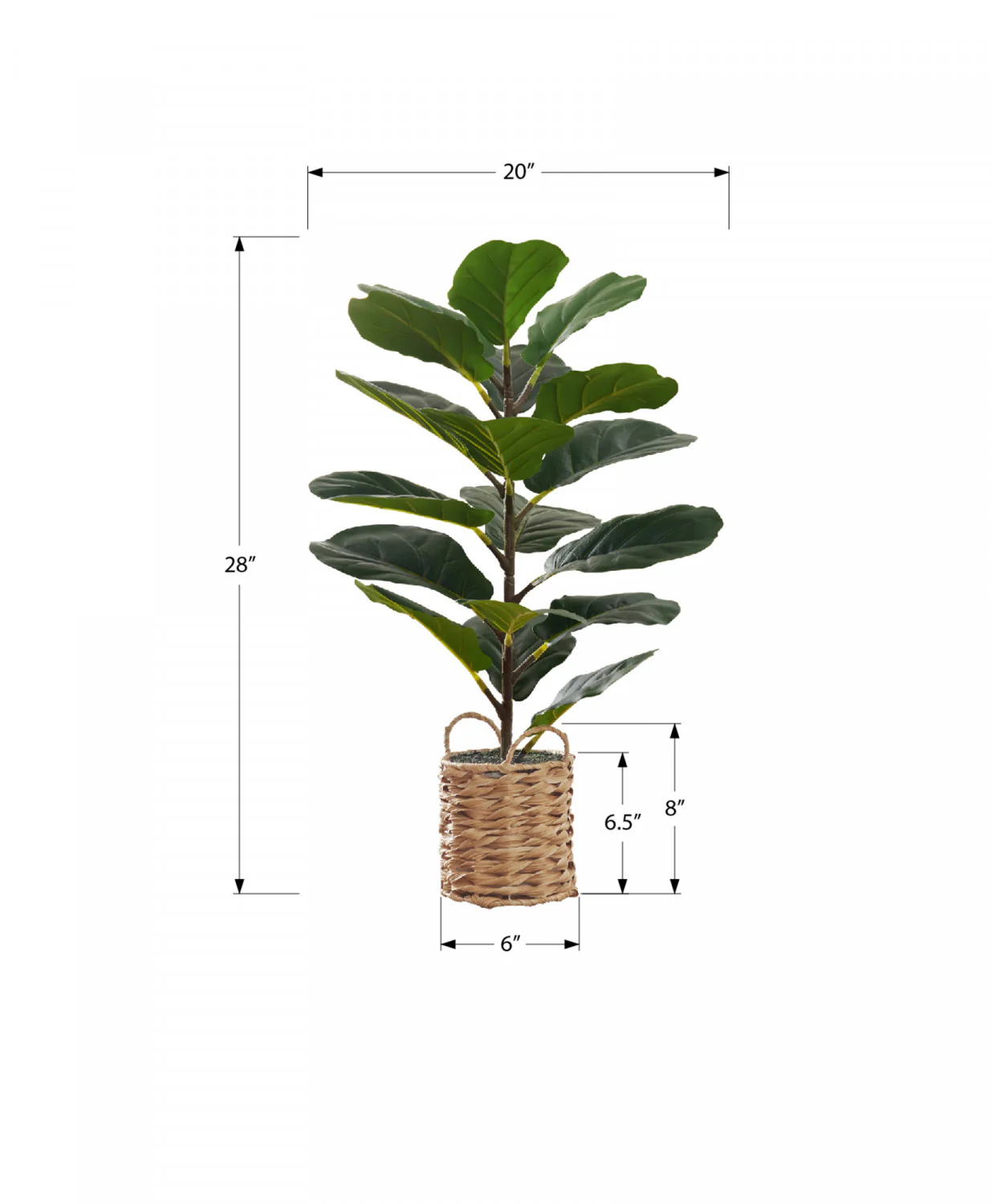 28" Fiddle Tree With 8" Woven Basket Pot - Green - Image 3