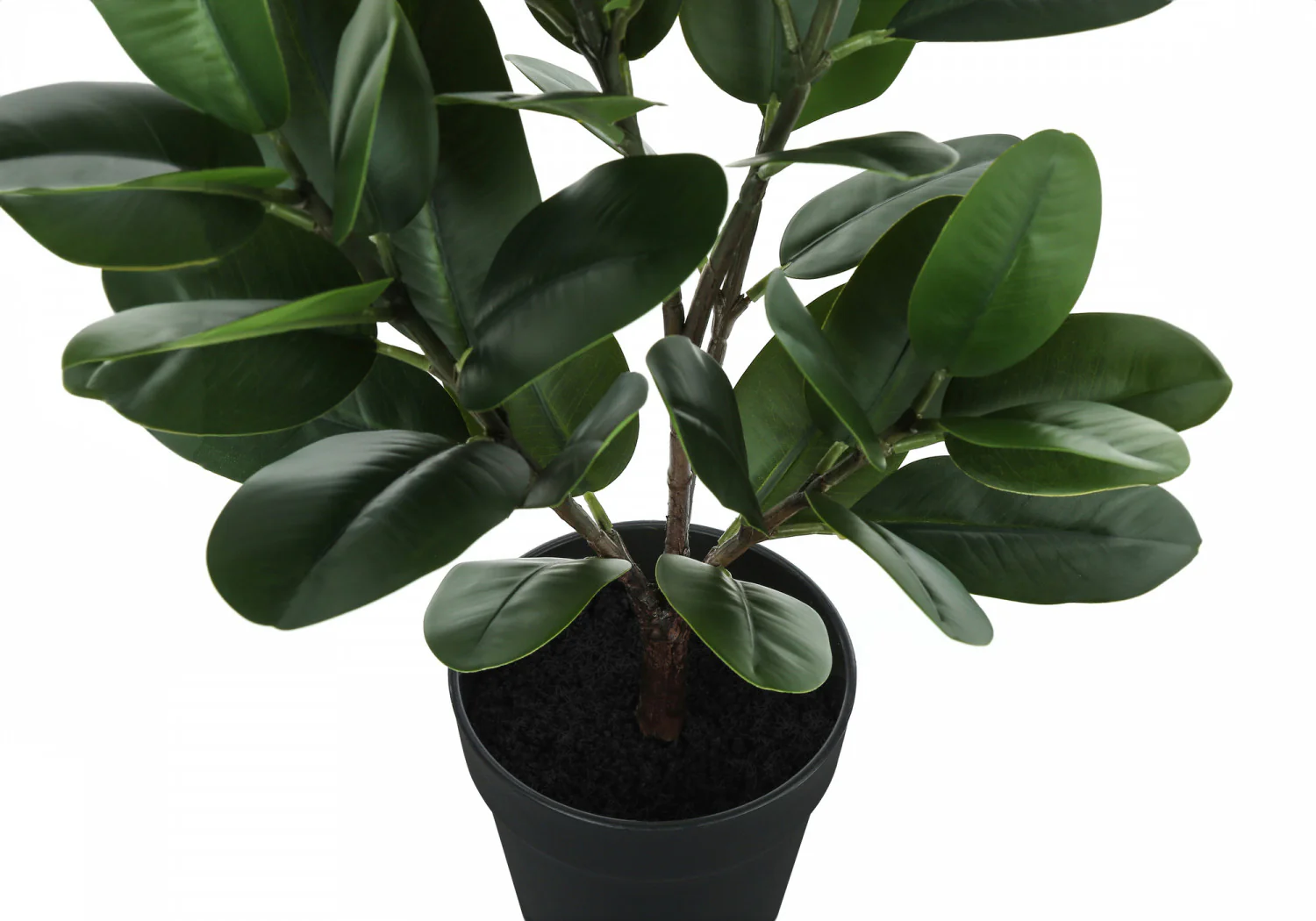 28" Garcinia Plant With 5" Black Pot - Green - Image 4