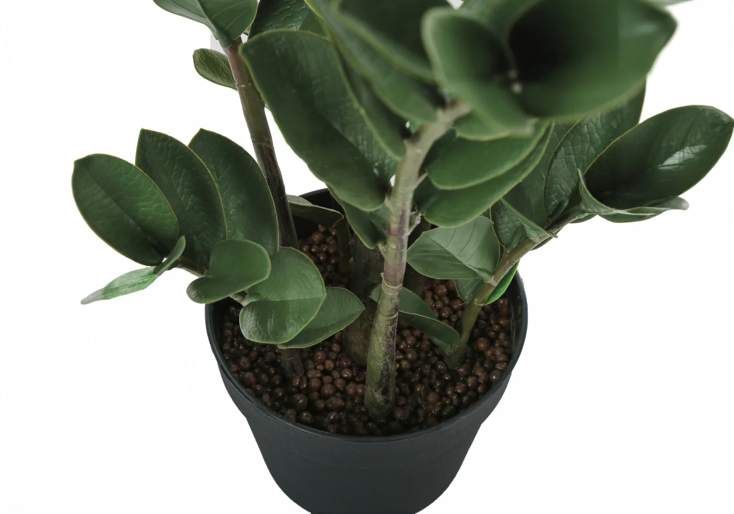 29" ZZ Plant With 6" Black Pot - Green - Image 4
