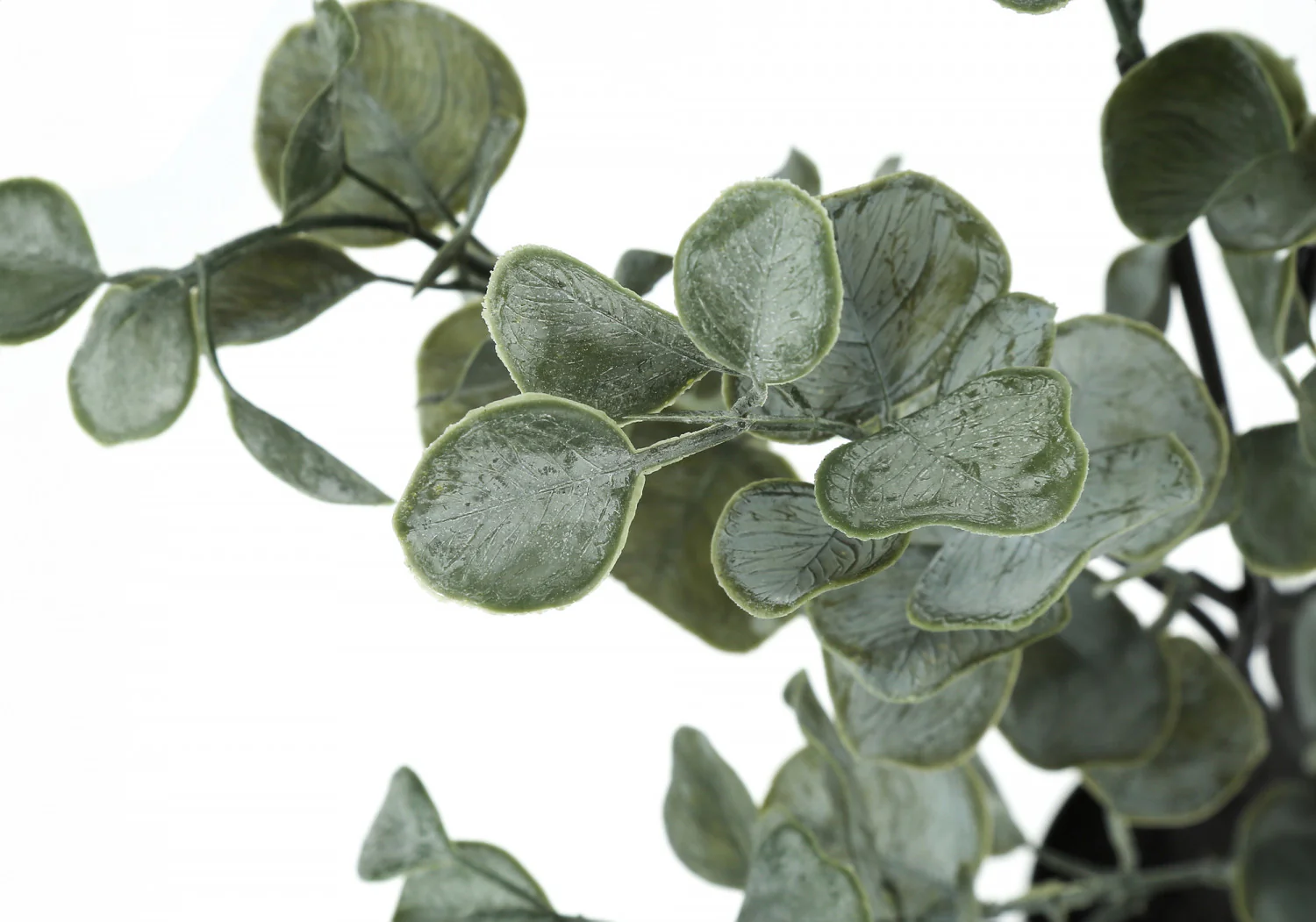 35" Eucalyptus Plant With 5" Black Pot - Green - Image 5