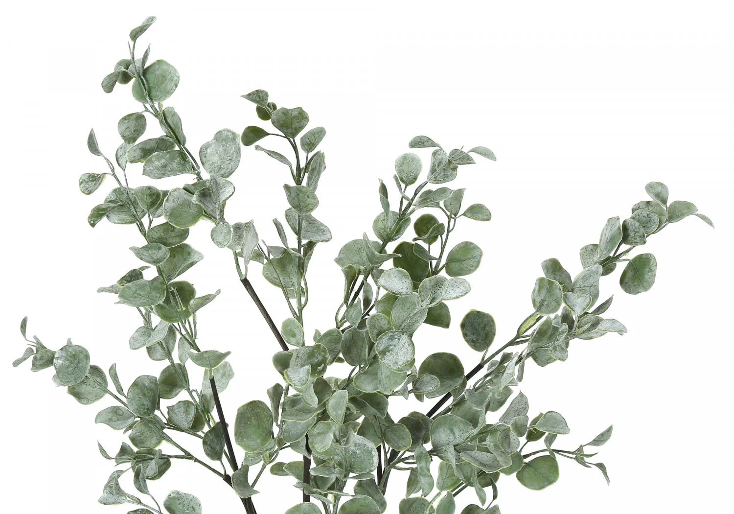 35" Eucalyptus Plant With 5" Black Pot - Green - Image 6