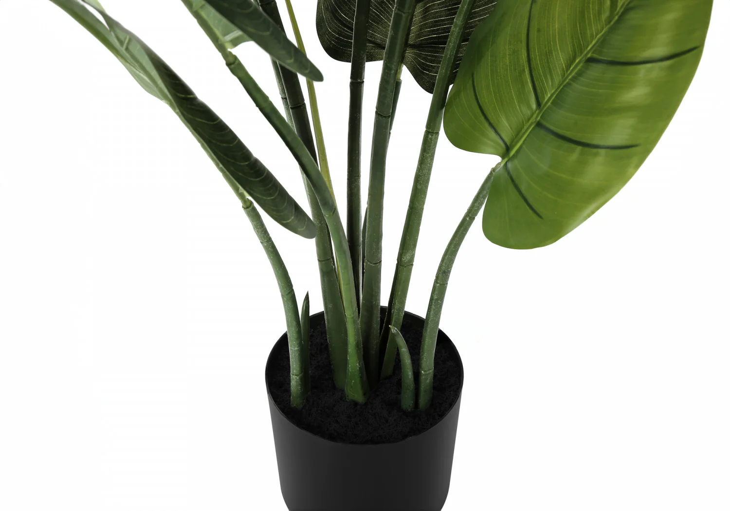 37" Aureum Plant With 5" Black Pot - Green - Image 4