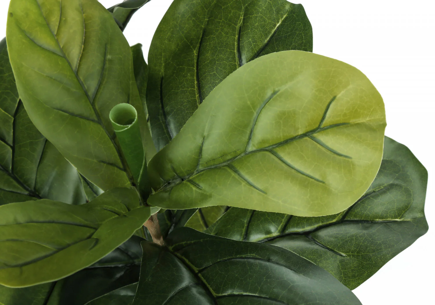 41" Fiddle Tree With 5" Black Pot - Green - Image 5