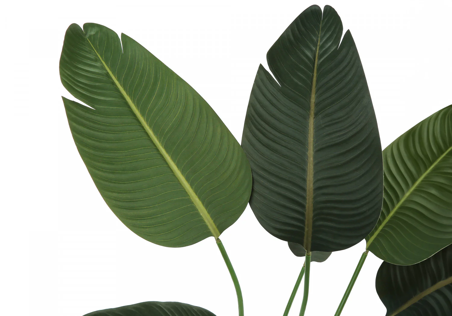44" Bird Of Paradise Plant With 5" Black Pot - Green - Image 5