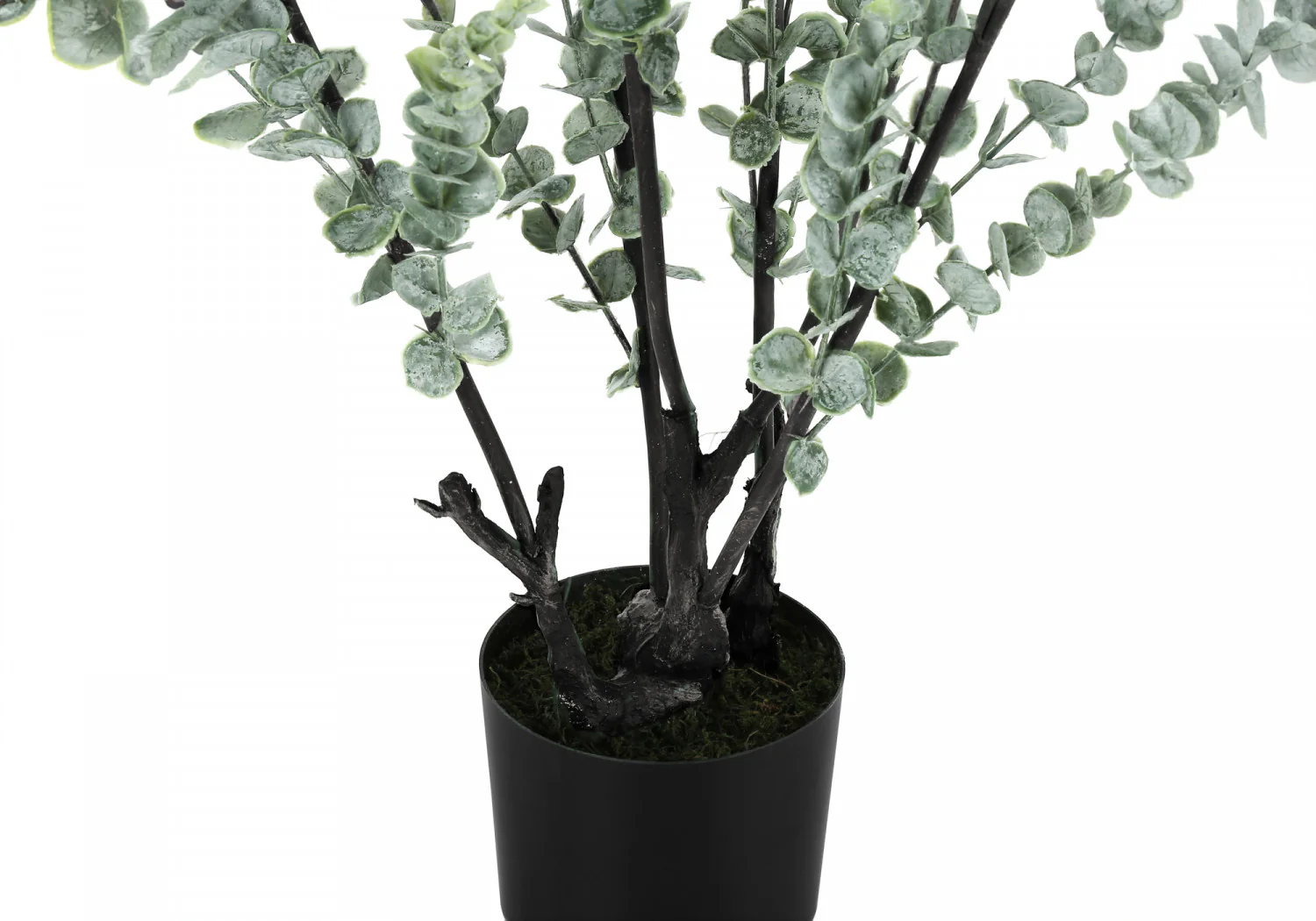 44" Eucalyptus Plant With 5" Black Pot - Green - Image 4
