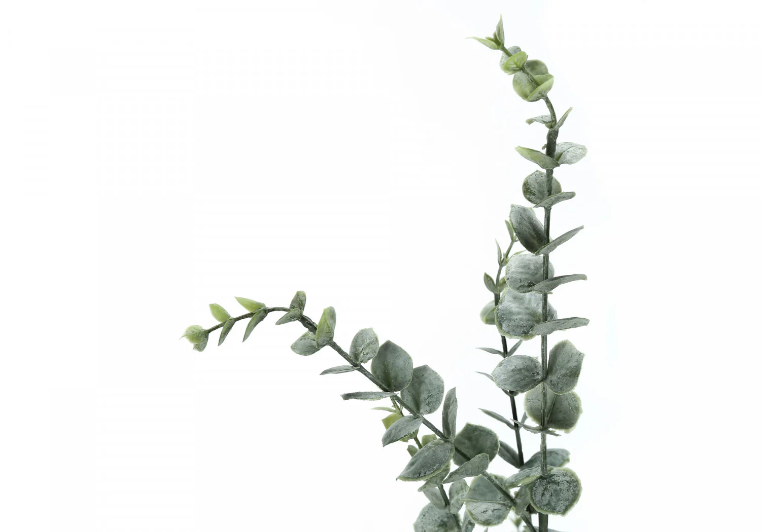 44" Eucalyptus Plant With 5" Black Pot - Green - Image 5