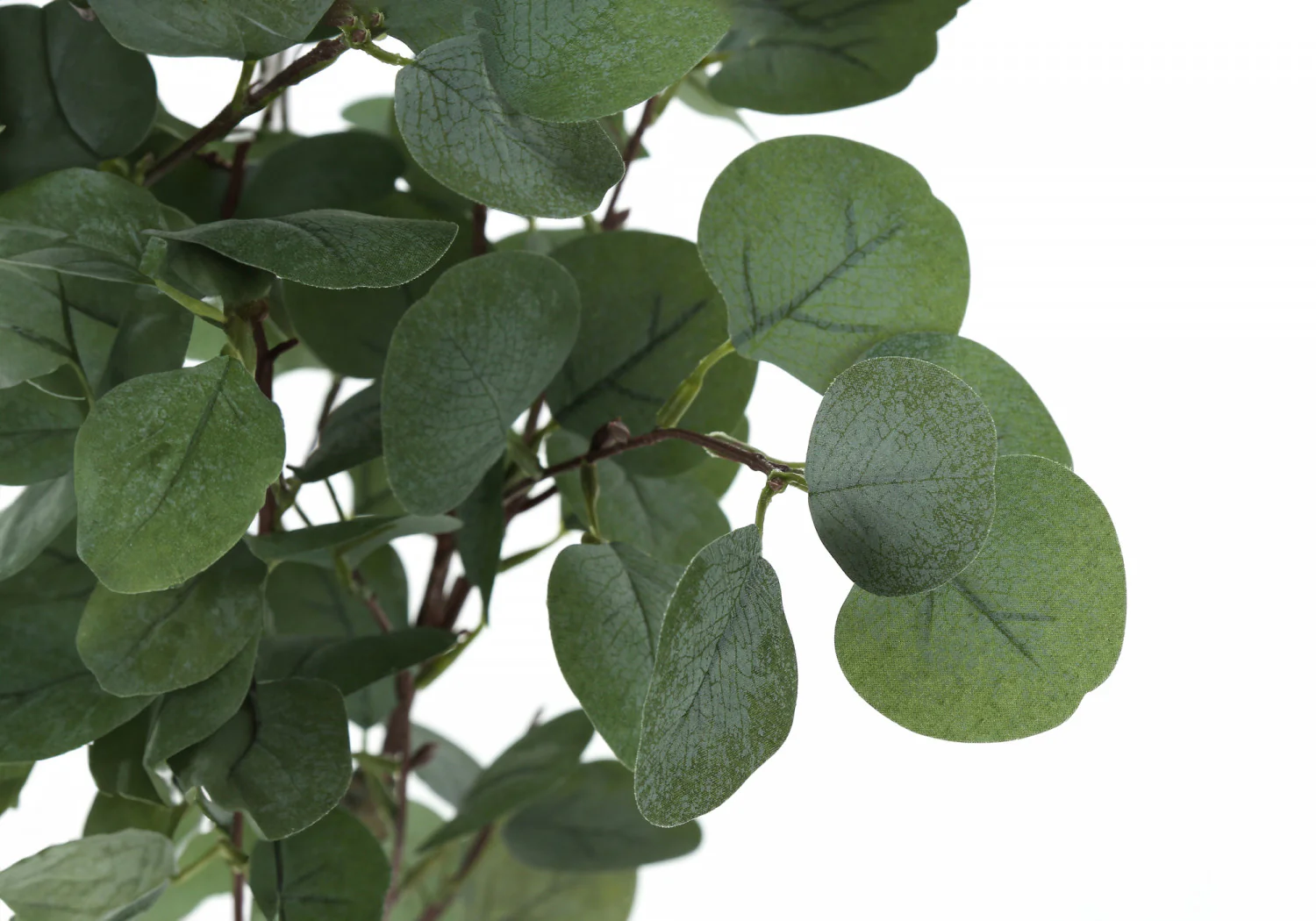 46" Eucalyptus Tree With 5" Black Pot - Green - Image 5