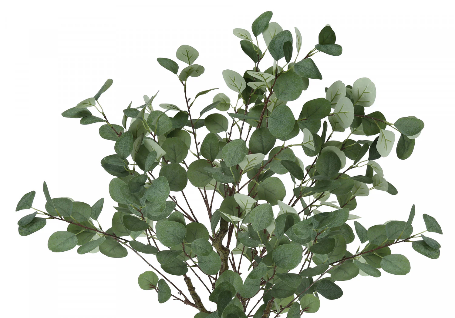 46" Eucalyptus Tree With 5" Black Pot - Green - Image 6