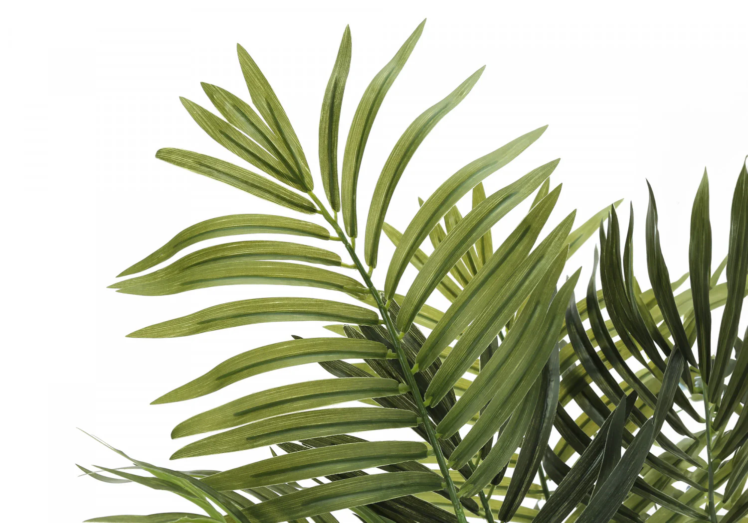 47" Areca Tree With 5" Black Pot - Green - Image 4