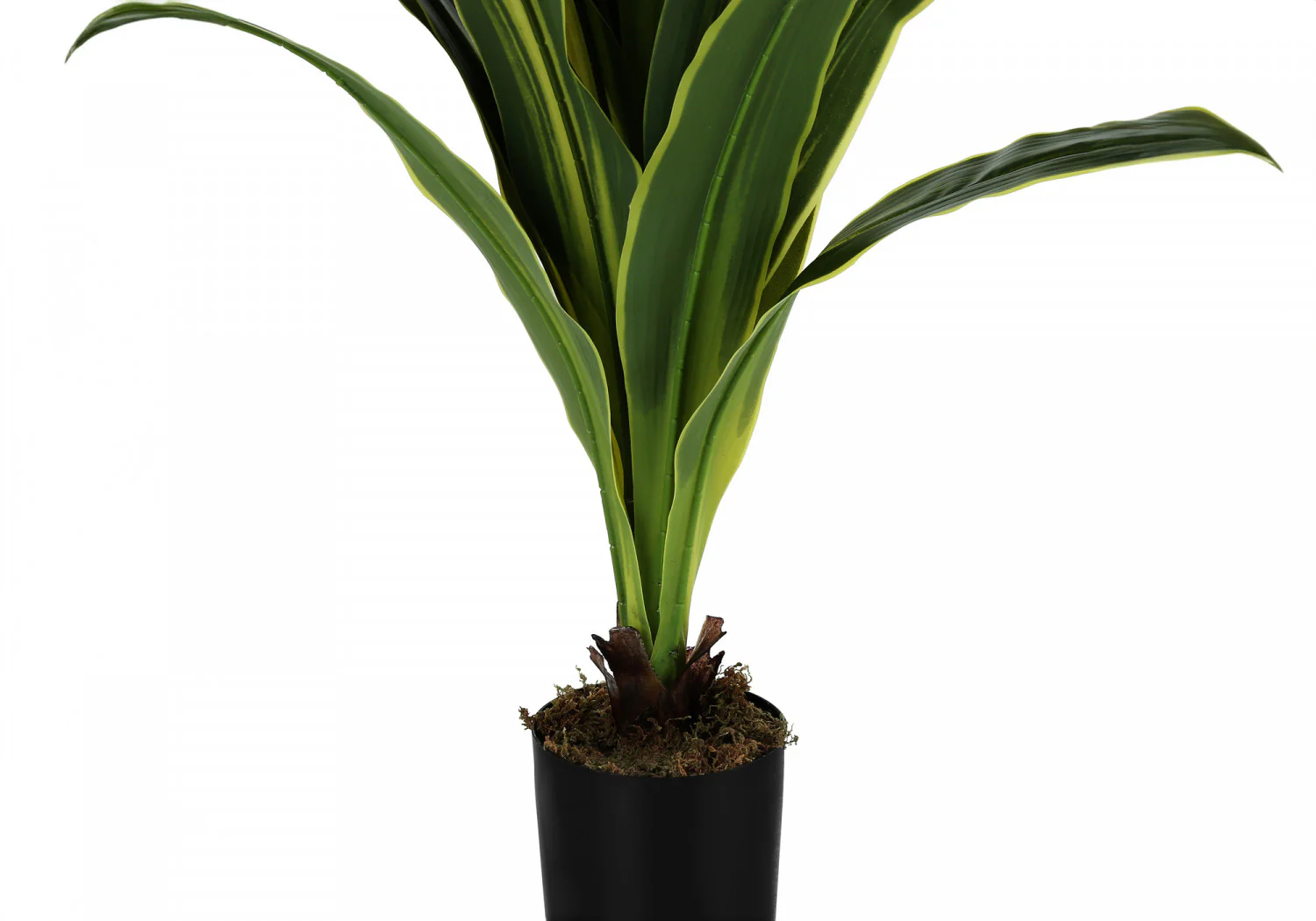 47" Dracaena Tree With 5" Black Pot - Green - Image 4