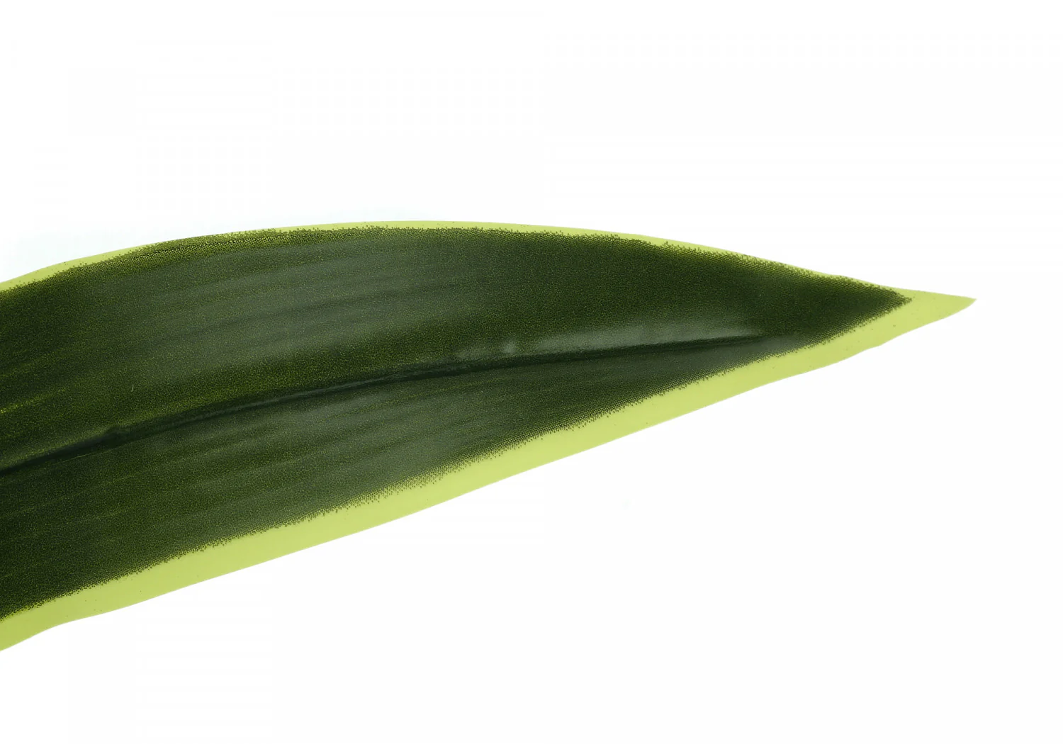 47" Dracaena Tree With 5" Black Pot - Green - Image 5