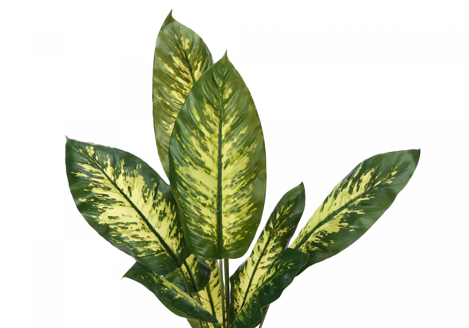 47" Evergreen Plant With 5" Black Pot - Green - Image 6