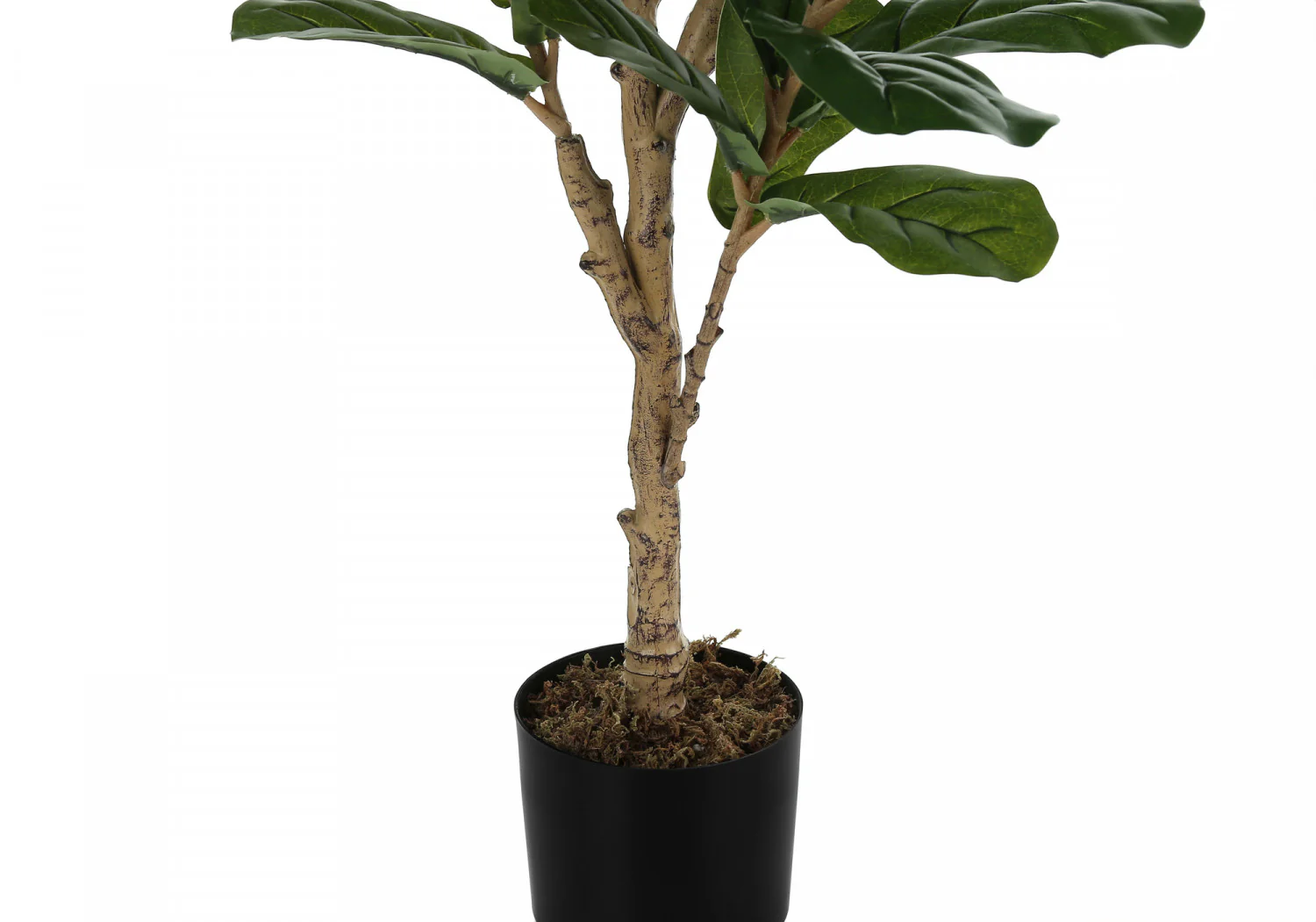 47" Fiddle Tree With 5" Black Pot - Green - Image 4