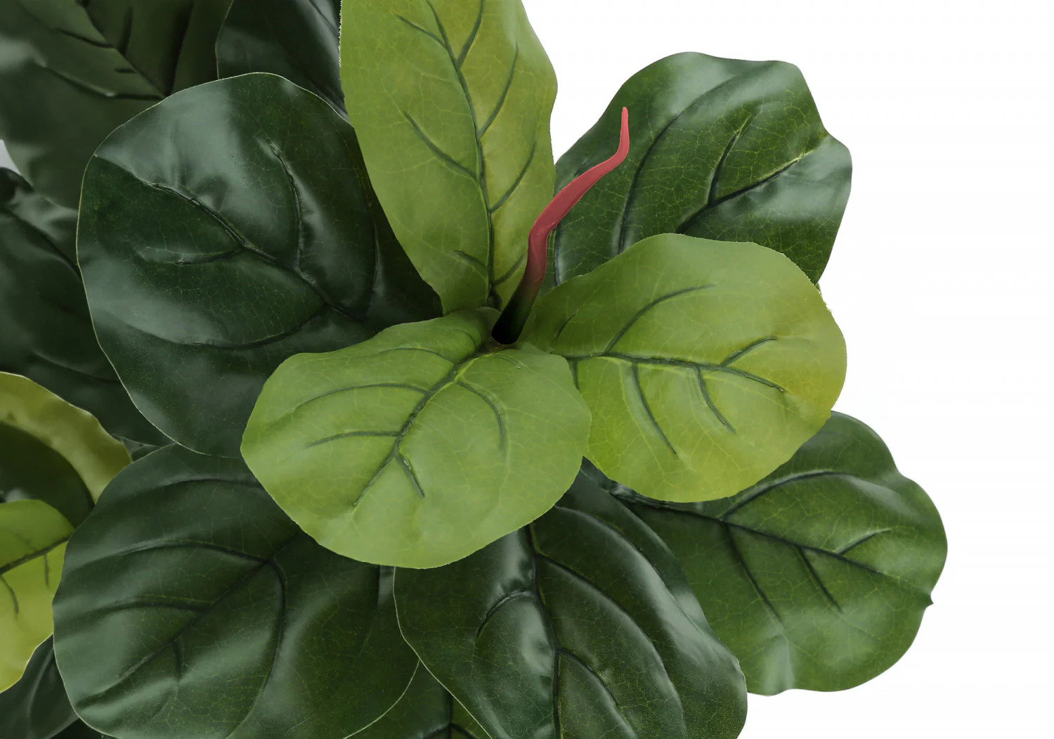 47" Fiddle Tree With 5" Black Pot - Green - Image 5