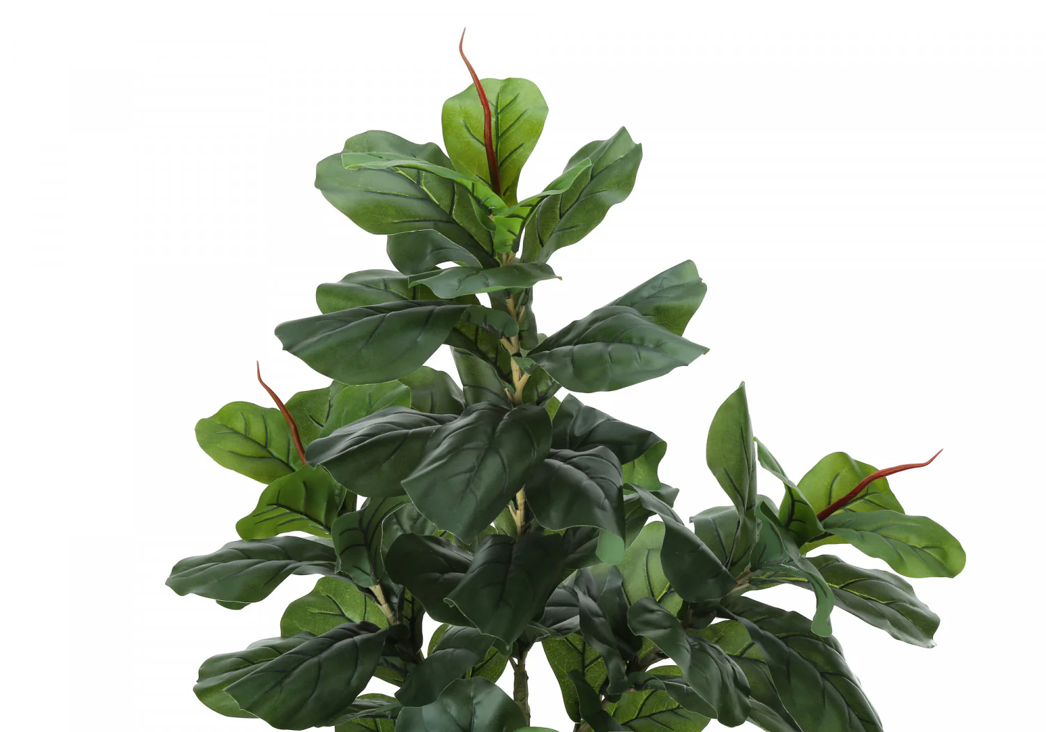 47" Fiddle Tree With 5" Black Pot - Green - Image 6