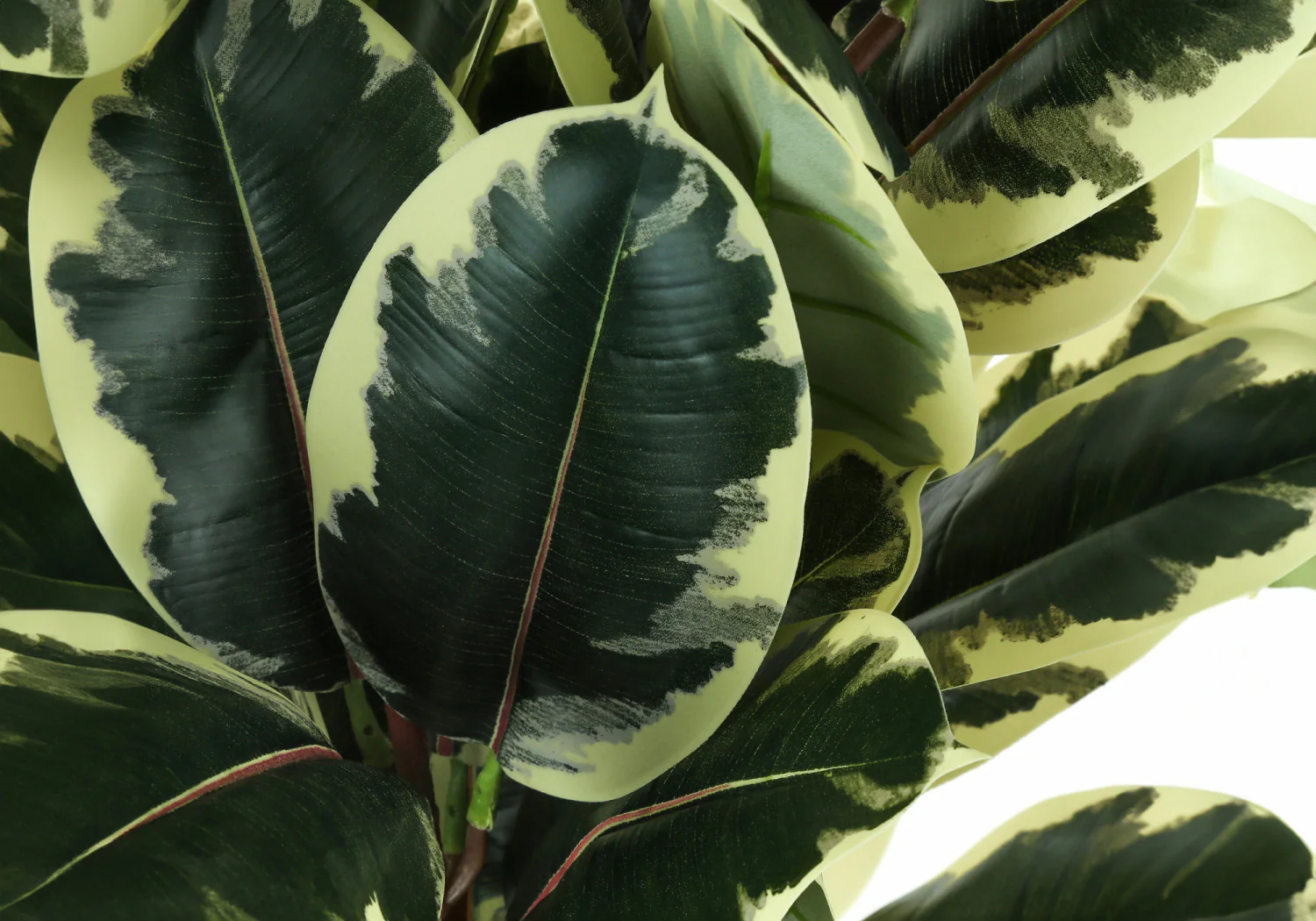 47" Oak Tree With 5" Black Pot - Green - Image 5