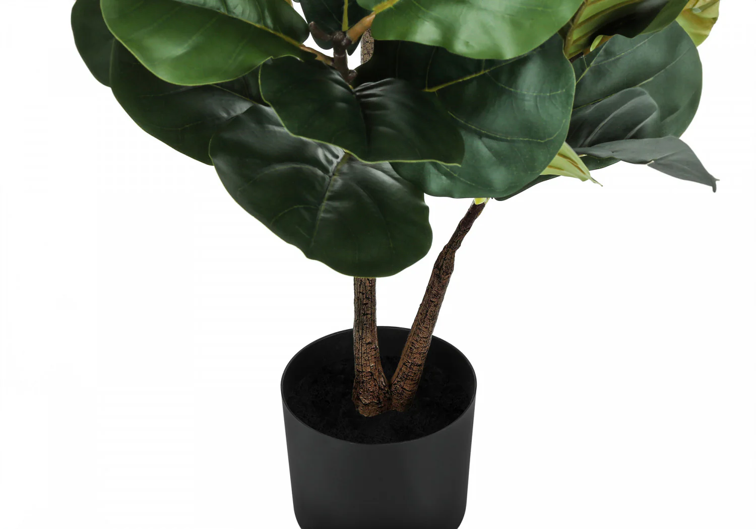 49" Fiddle Tree With 5" Black Pot - Green - Image 4