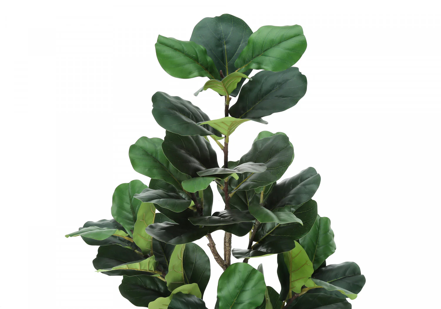 49" Fiddle Tree With 5" Black Pot - Green - Image 6