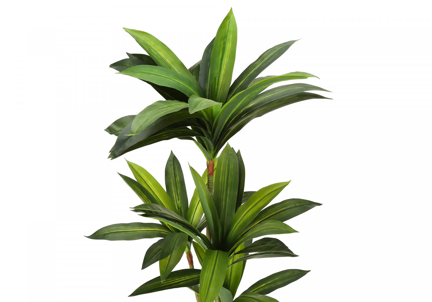 51" Dracaena Plant With 5" Black Pot - Green - Image 6