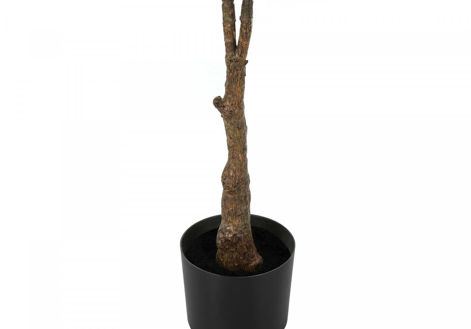52" Rubber Tree With 5" Black Pot - Green - Image 4
