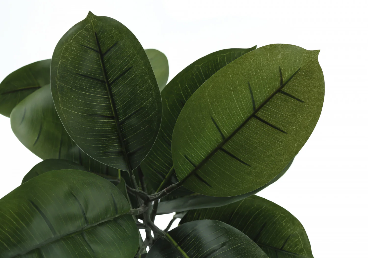 52" Rubber Tree With 5" Black Pot - Green - Image 5