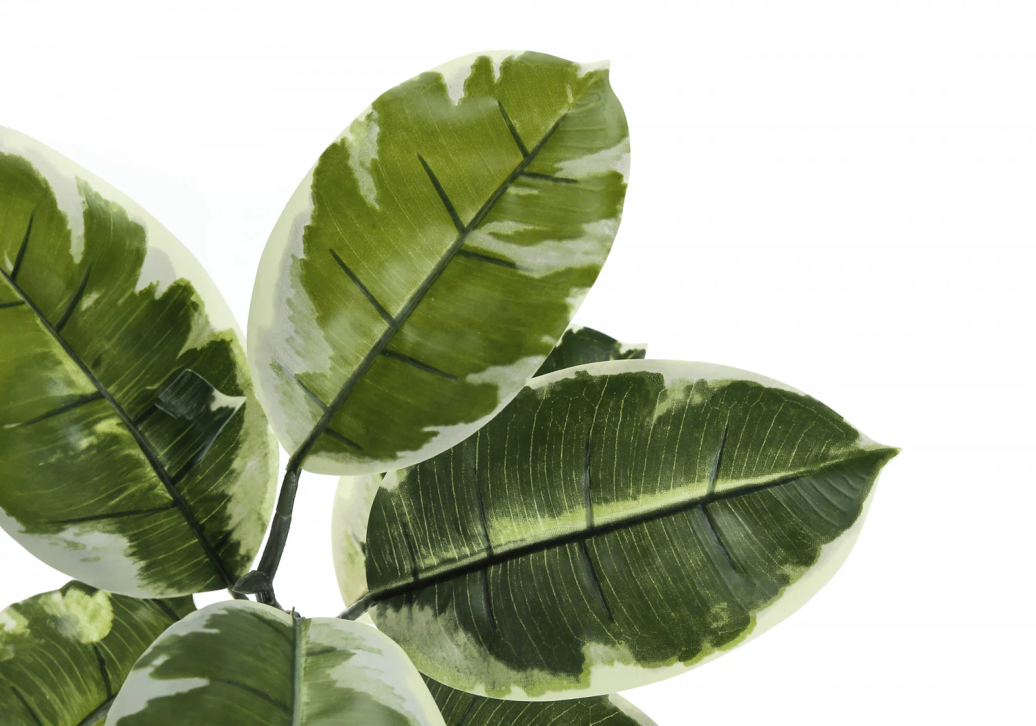 52" Rubber Tree With 5" Black Pot - Green/White - Image 5