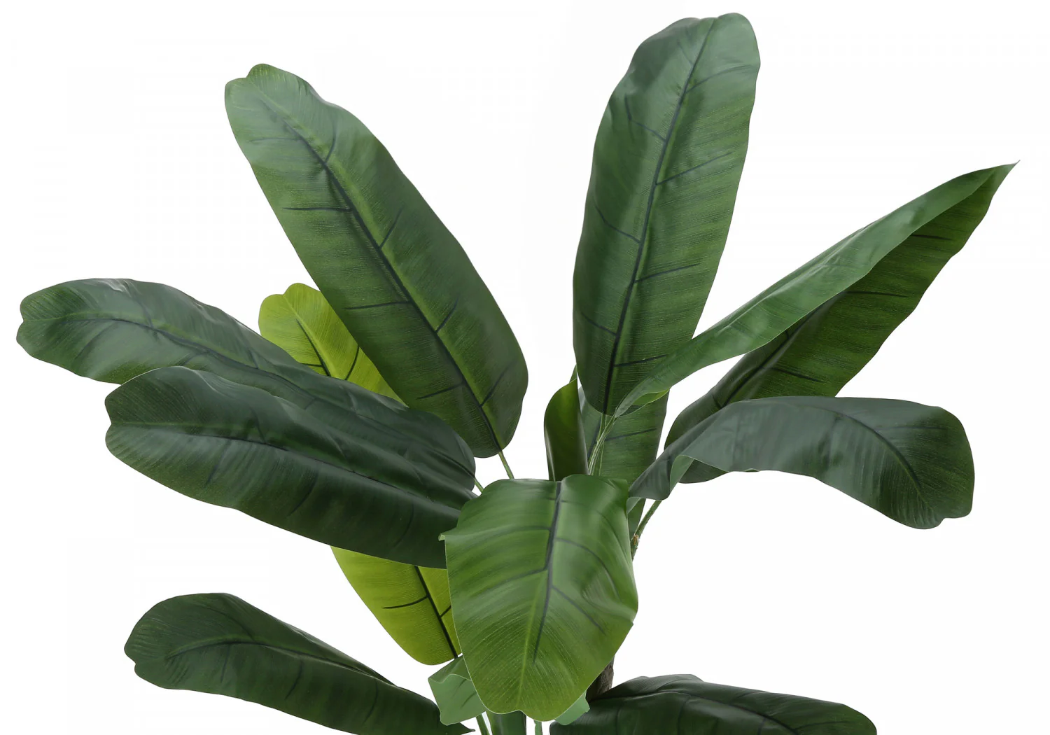 55" Banana Tree With 6" Black Pot - Green - Image 6