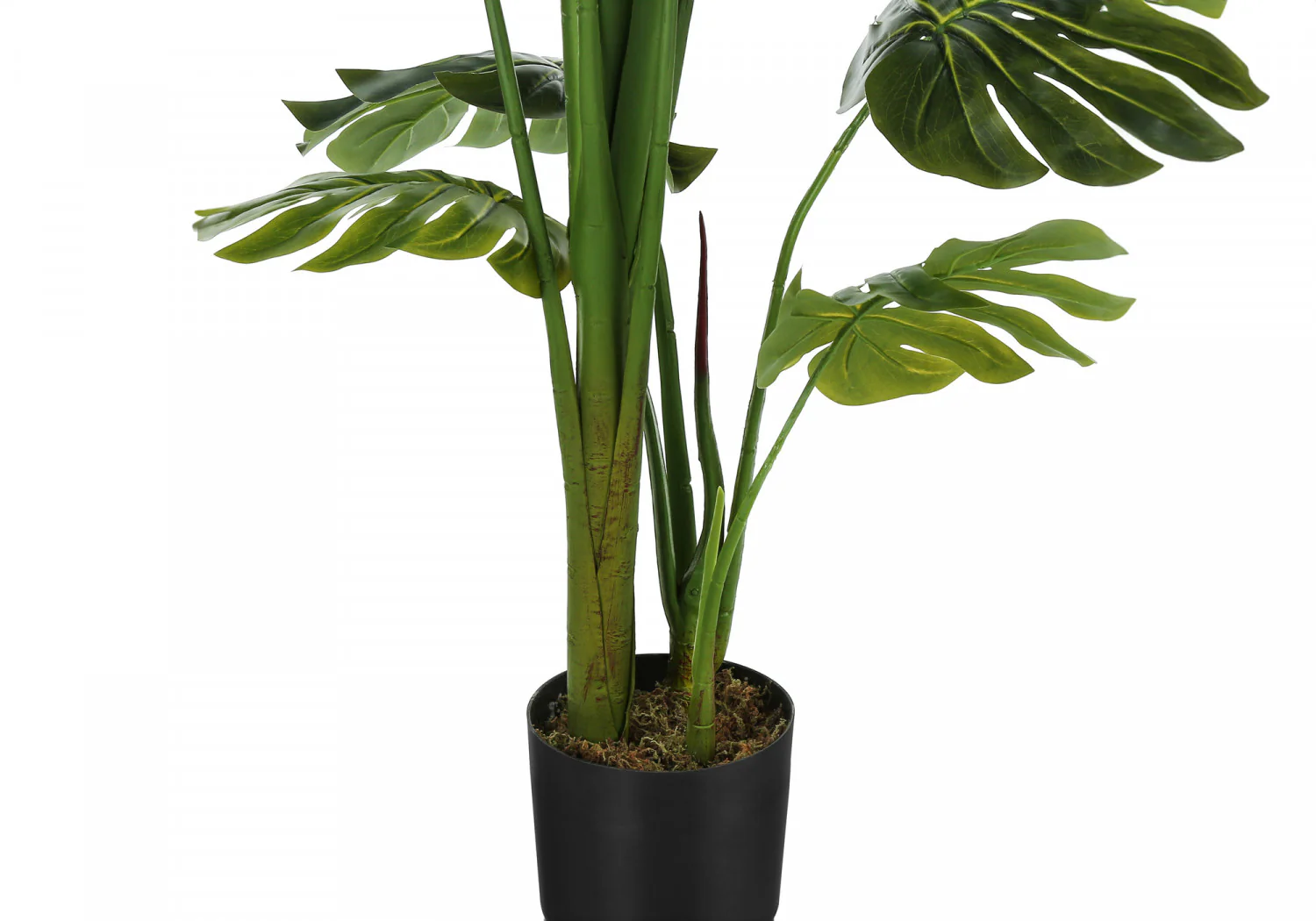 55" Monstera Plant With 6" Black Pot - Green - Image 4