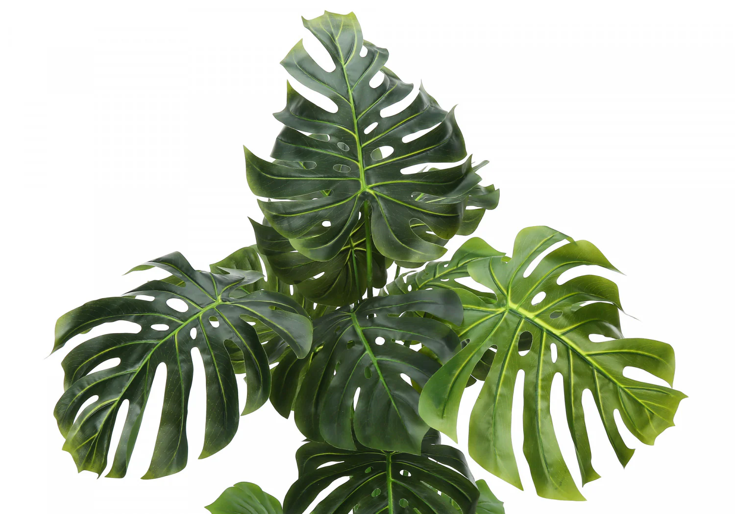 55" Monstera Plant With 6" Black Pot - Green - Image 6