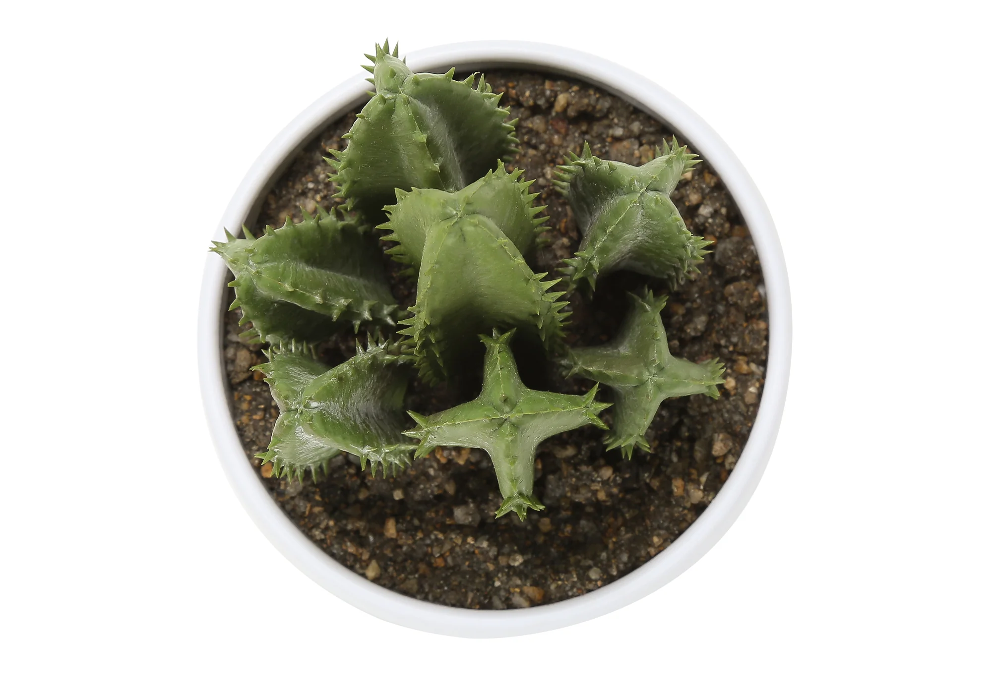 6" Succulent Plant with White Pot - Green - Set of 3 - Image 7