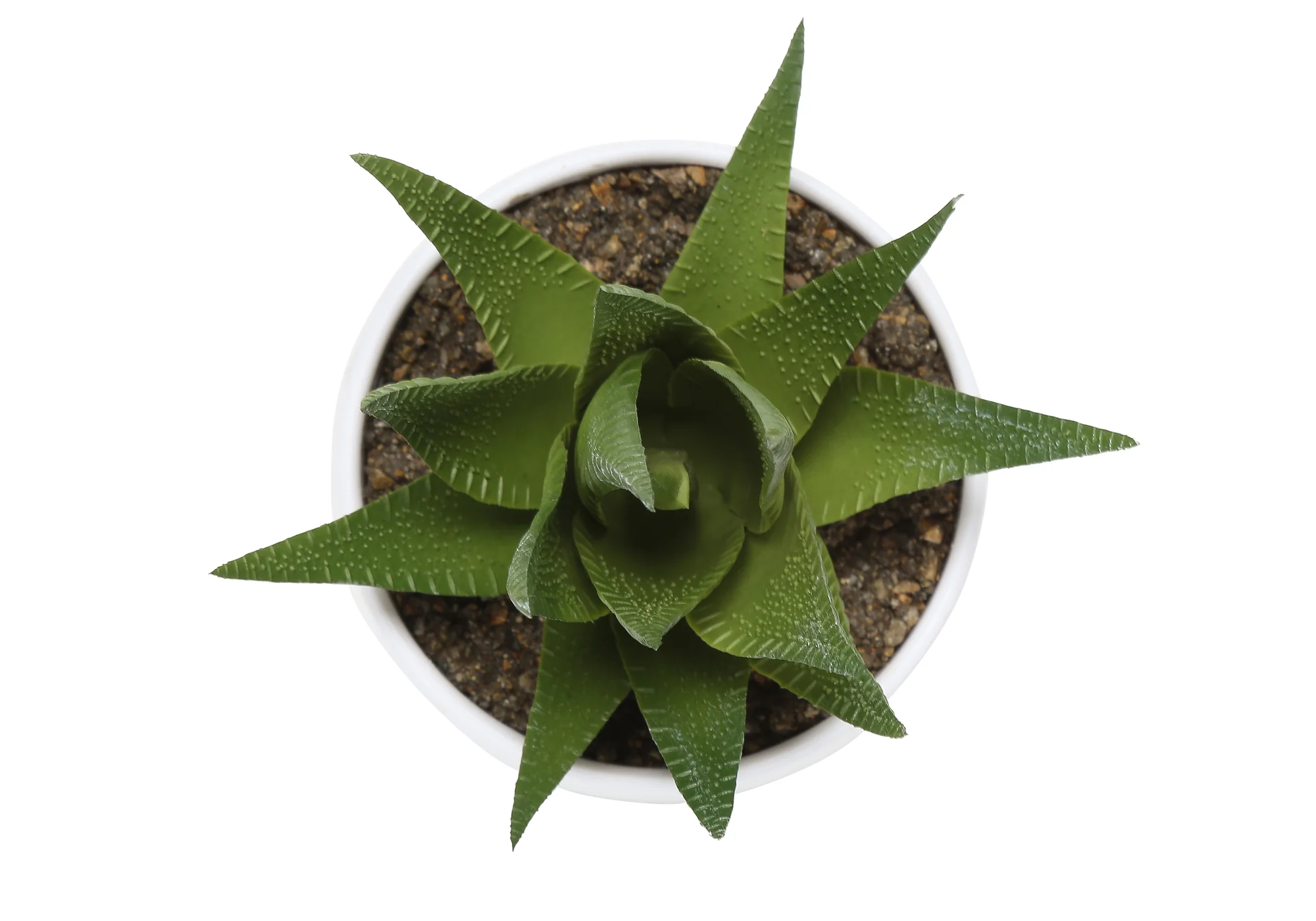 6" Succulent Plant with White Pot - Green - Set of 3 - Image 9