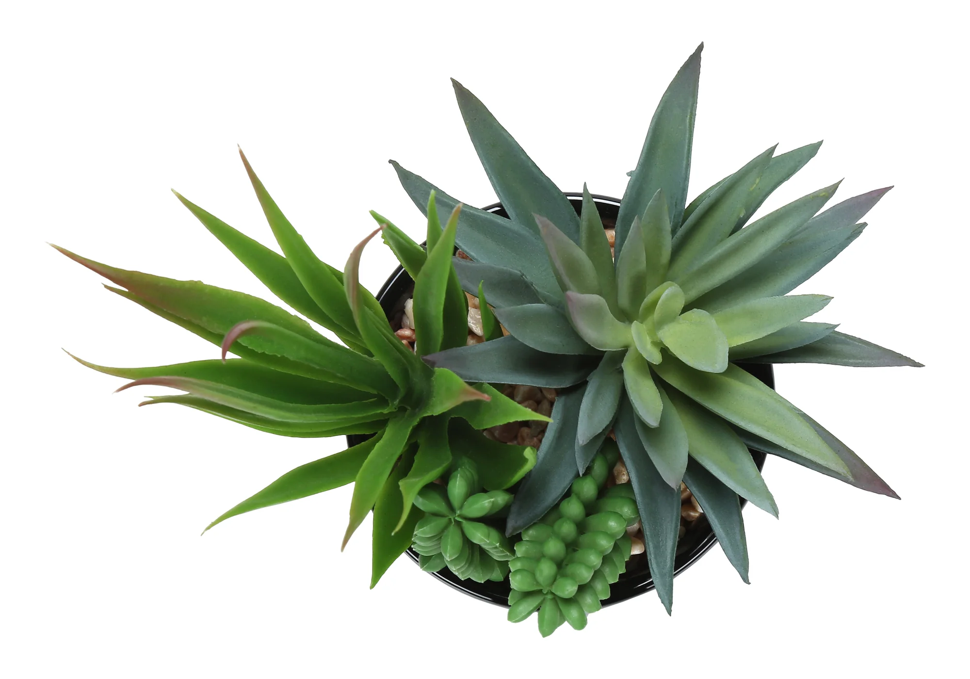 7" Succulent Plant with 3" Black Pot - Green - Set of 2 - Image 6