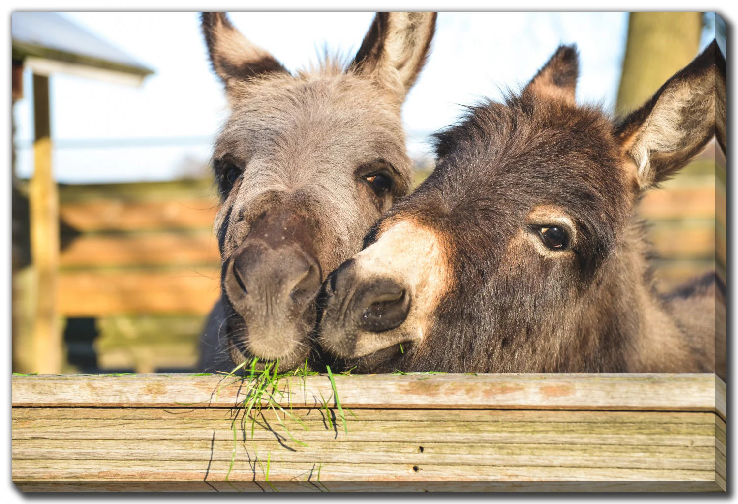 Fuzzy Friends Wall Art - Brown - 30 X 45