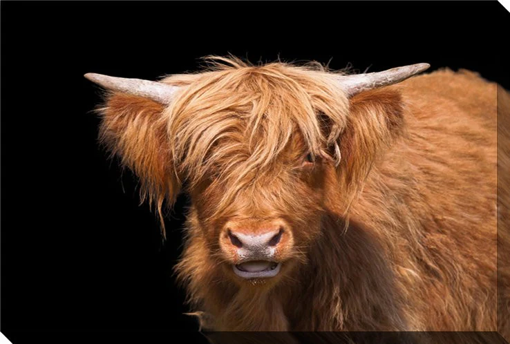 Moo in the Shadows Wall Art - Brown - 38 X 60