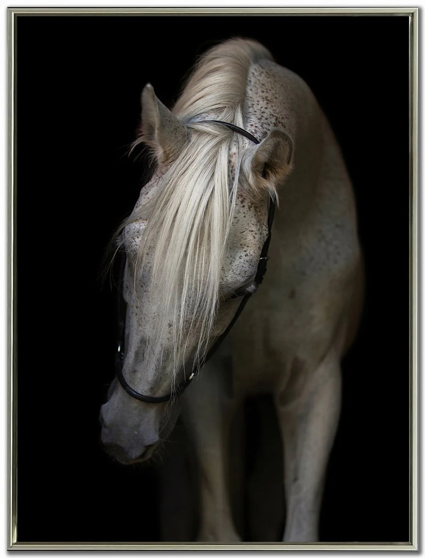 Silent Beauty Wall Art - Black/White - 48 X 36