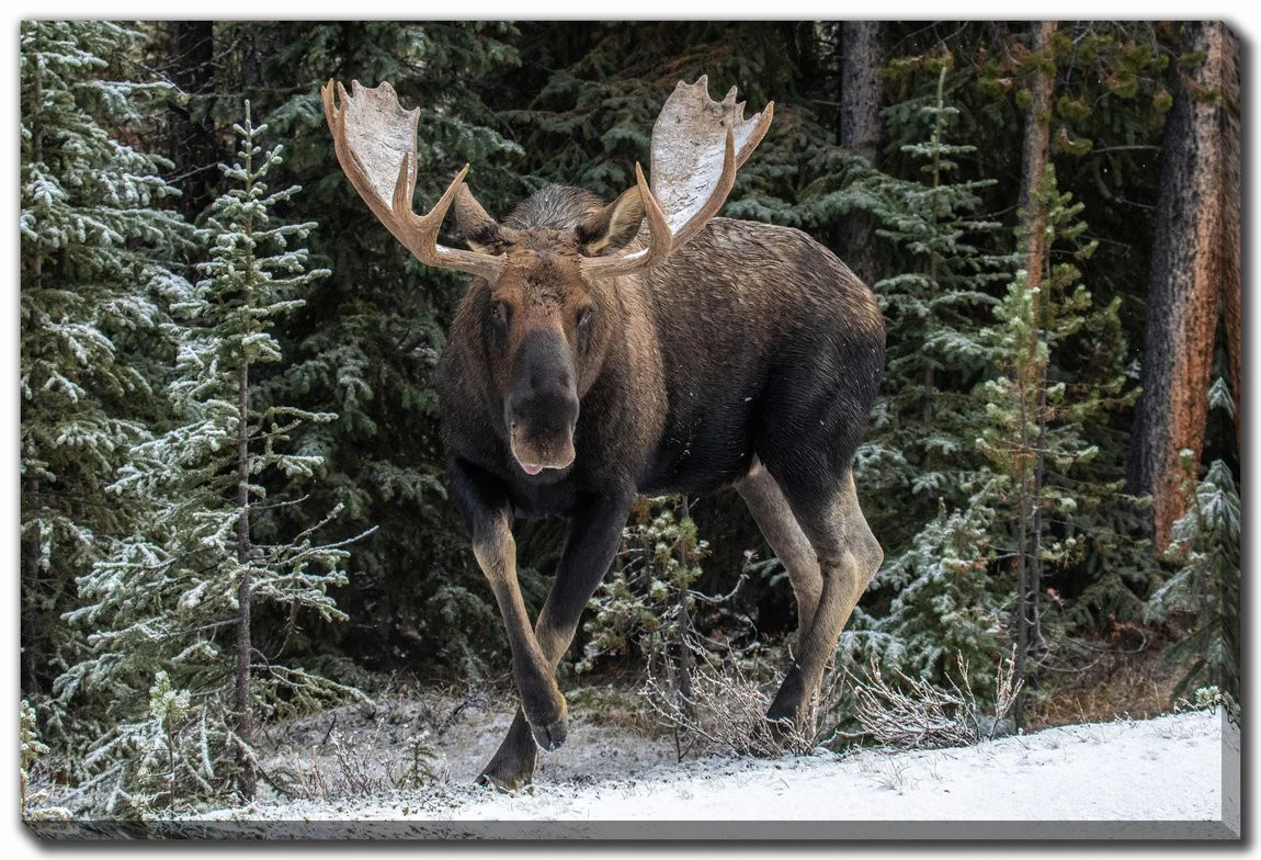 Snowy Stride Wall Art - Brown - 38 X 60